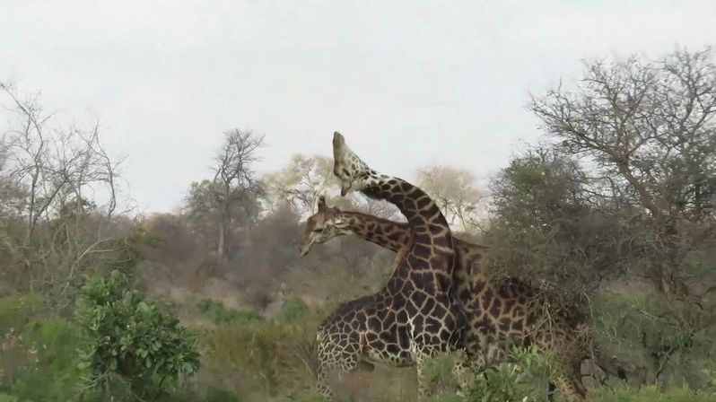 Starý žirafí samec vyprovodil soka ze svého území. Ten se štěstím vyvázl živý